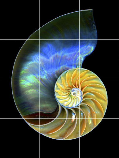 nautilus shell seashells ocean beach sea ceramic tile mural backsplash