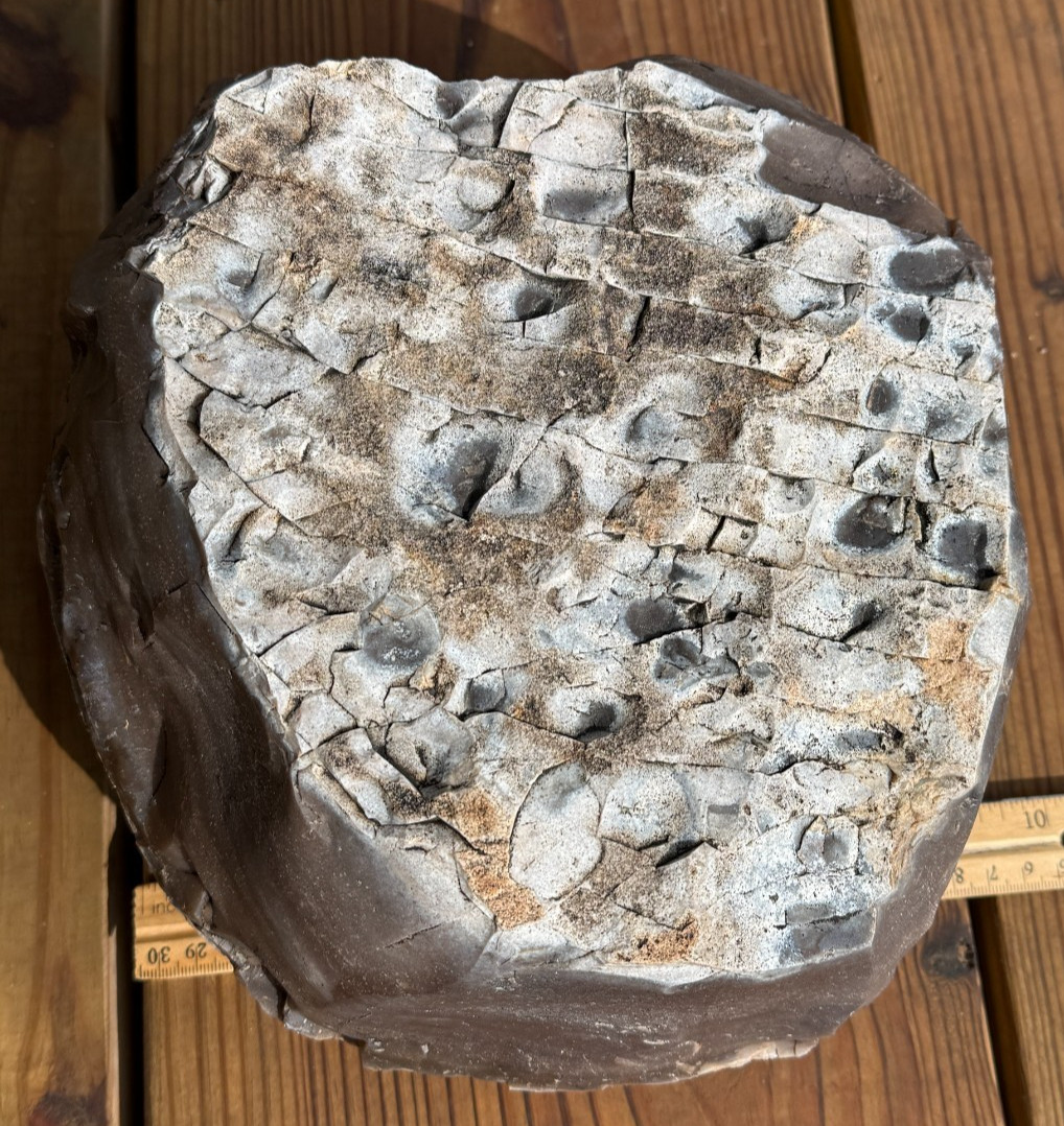 LARGE 30.4 lb Texas Flint Edwards Plateau Chert Nodule Garden City TX Knapping