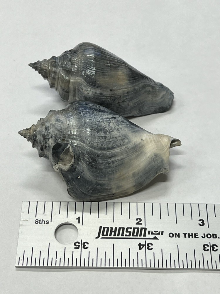 RARE Fossilized FIGHTING CONCH Shells (2) From Central Florida - Pliocene Era