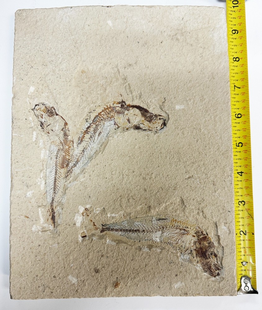 Fish fossil plate