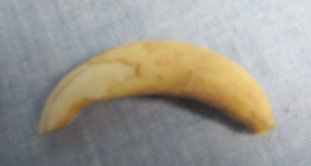 ANTIQUE WILD WART HOG TUSK TOOTH