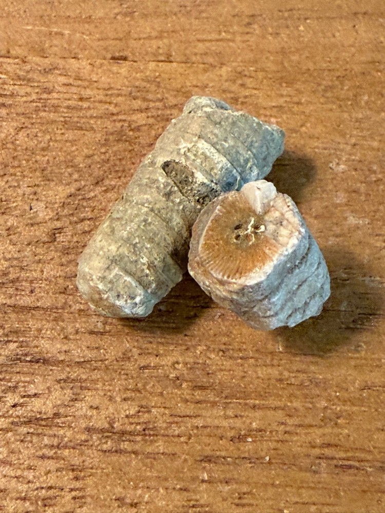 TWO Echinoderm Crinoid Pennsylvanian Interesting Specimens
