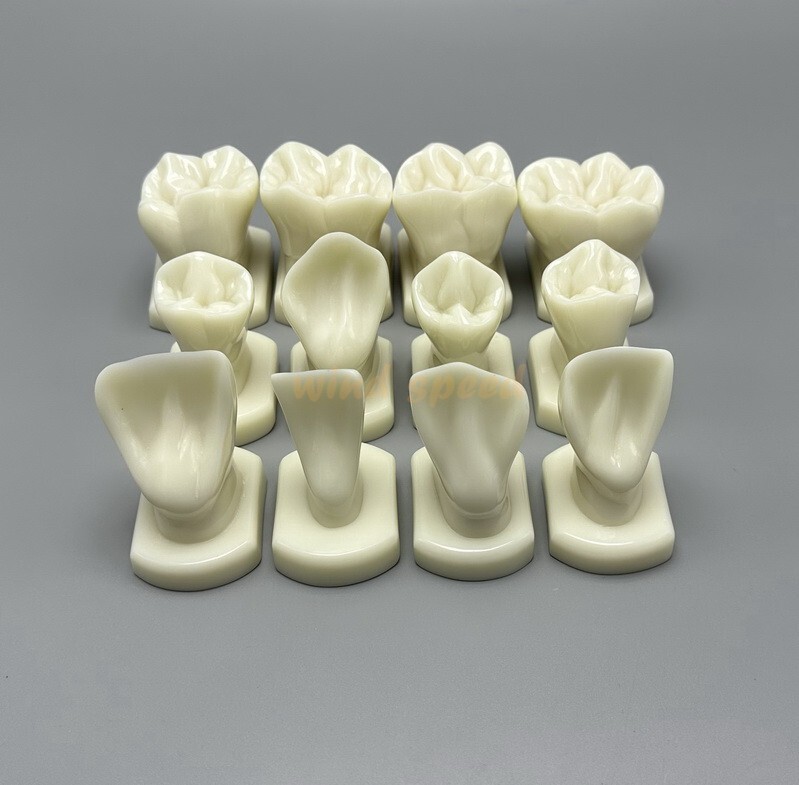 Dental Teeth Form Models OrthodonticTypodont Model For Lab Teaching Tooth Study