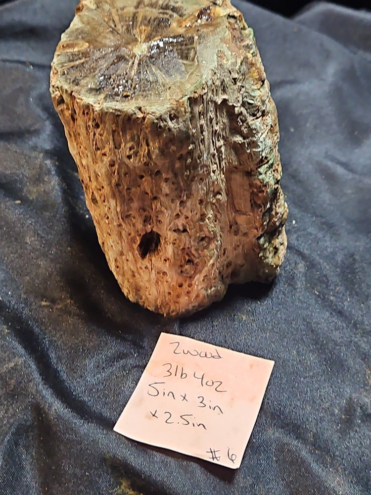 Zimbabwe Petrified Log Specimen (3 Lbs 4 Oz )