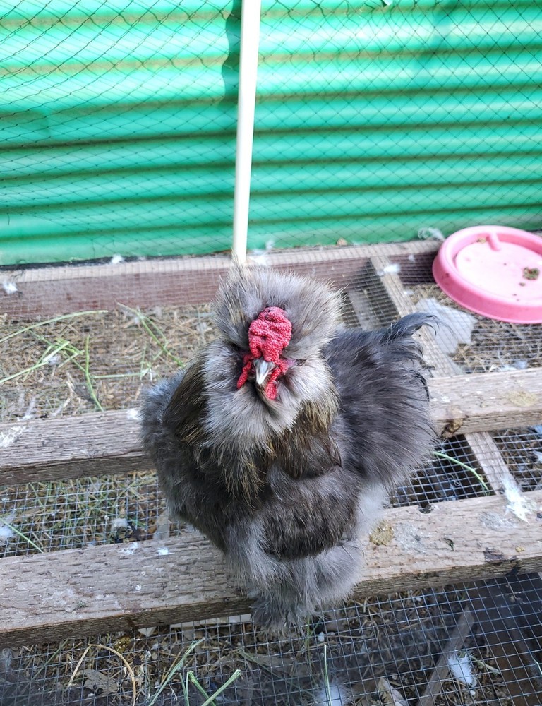 Silkie Hatching Eggs 8