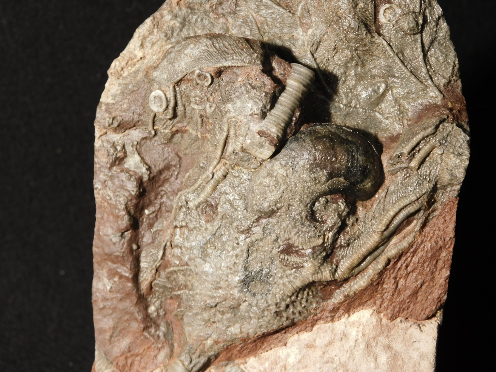 430 Million Year Old! CRINOID Fossil or Sea LILY Fossil Morocco 669gr