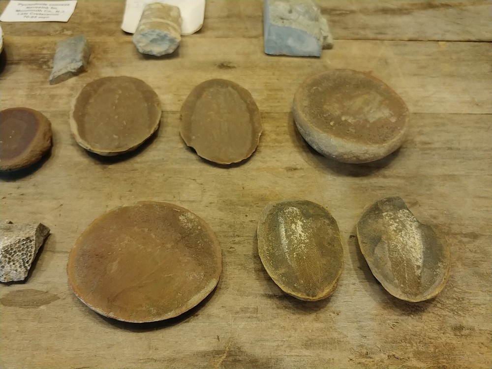 Fossil Lot 24 Total Pieces