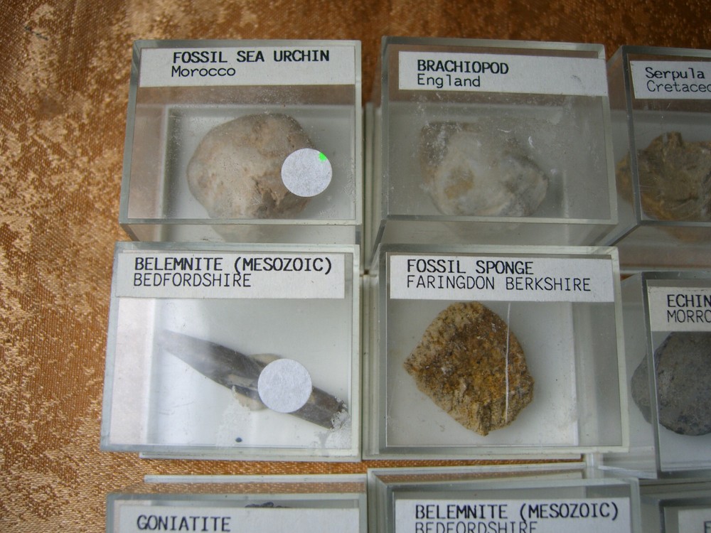 Fossils collection, mesozoic, cretacious, eocen, cased