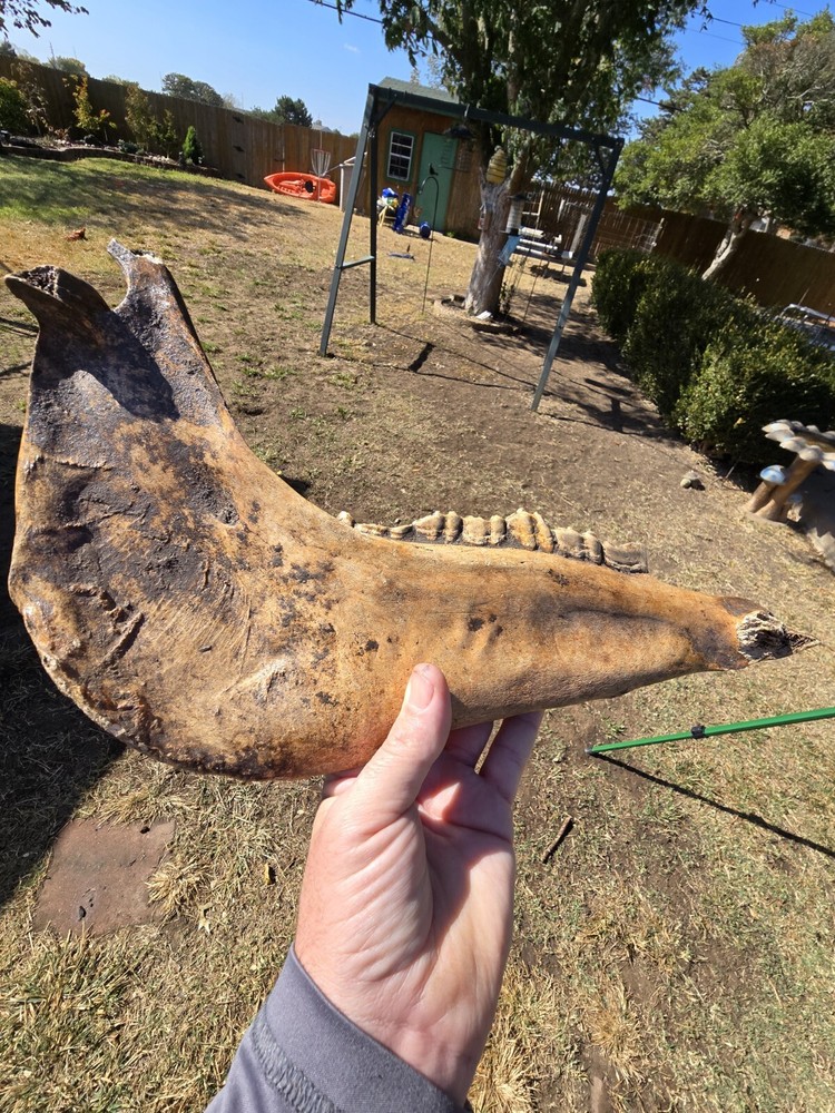 Nice Horse Jaw !