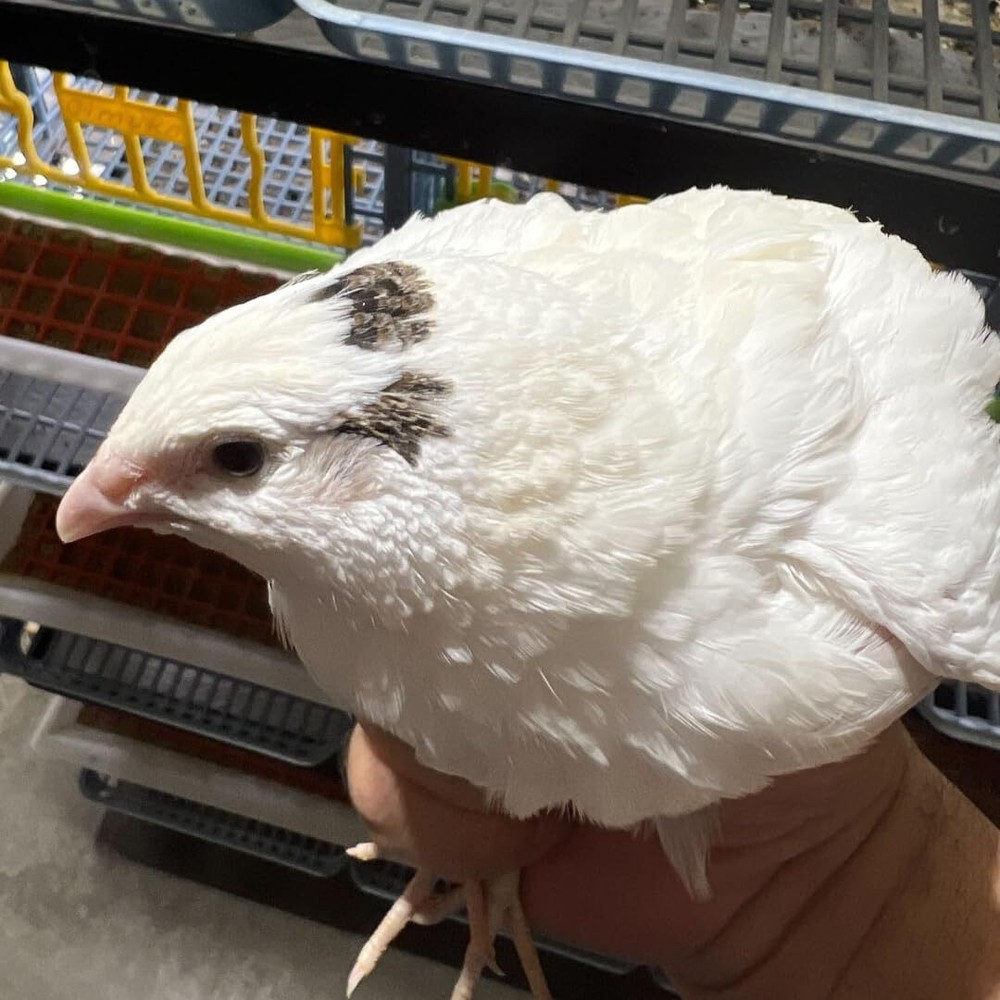 Jumbo White Coturnix Hatching Eggs - Premium Quail Eggs for Hatching - Perfect f