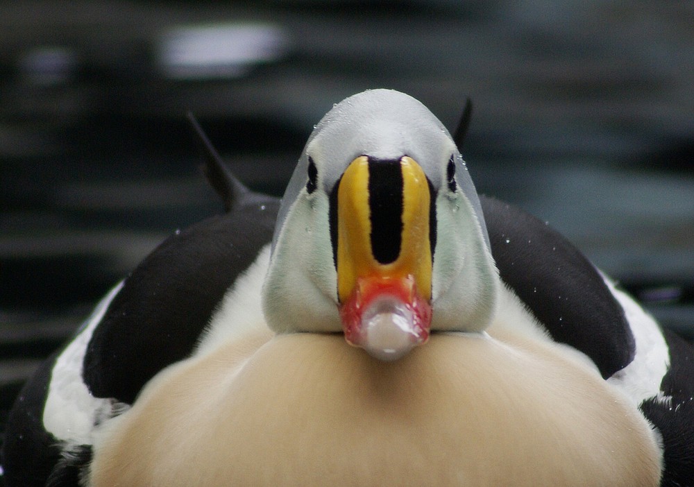 King Eider Taxidermy / Decoy Carving Reference Photo Cd
