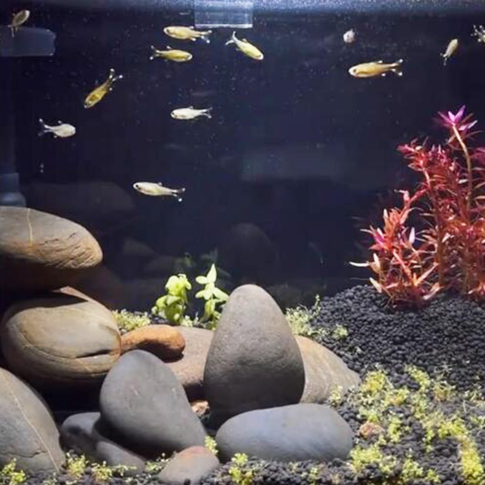 5 lbs Natural Aquarium Rocks, 2-3 Inch Large Pebbles.Decorative River Rocks f...