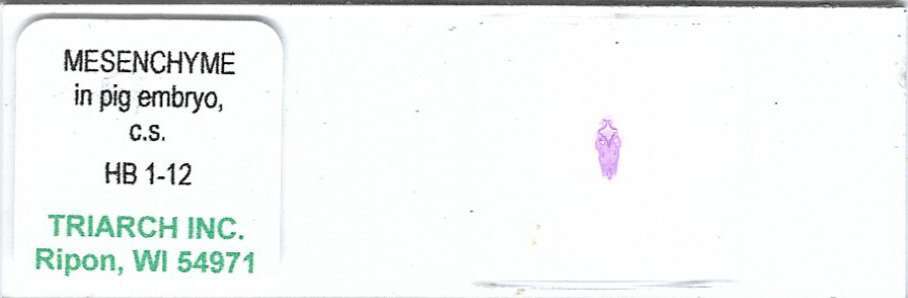 Pig Embryo Mesenchyme Microscope Slide