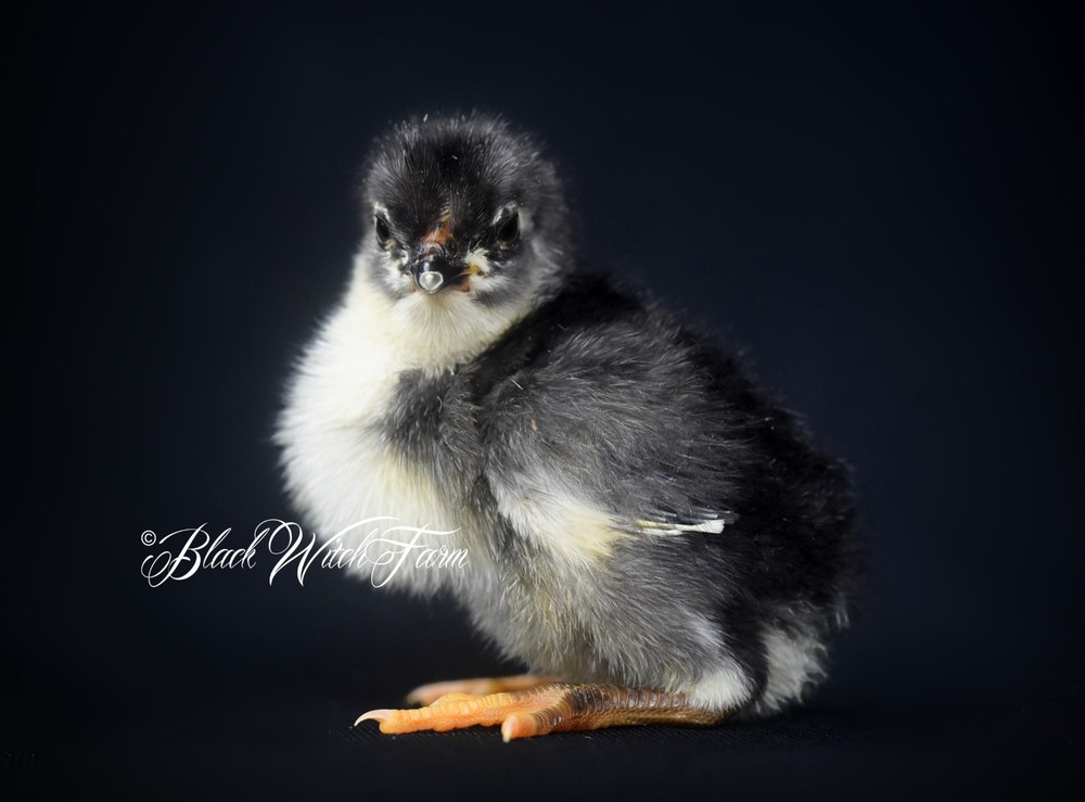 6+ White-Faced Hatching Eggs NPIP-Certified Critically Endangered
