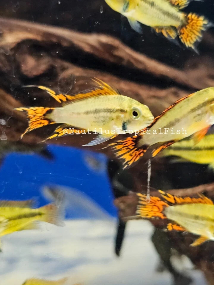 Pair Super Red Apistogramma Cacatuoides - Live arrival! we combine shipping!