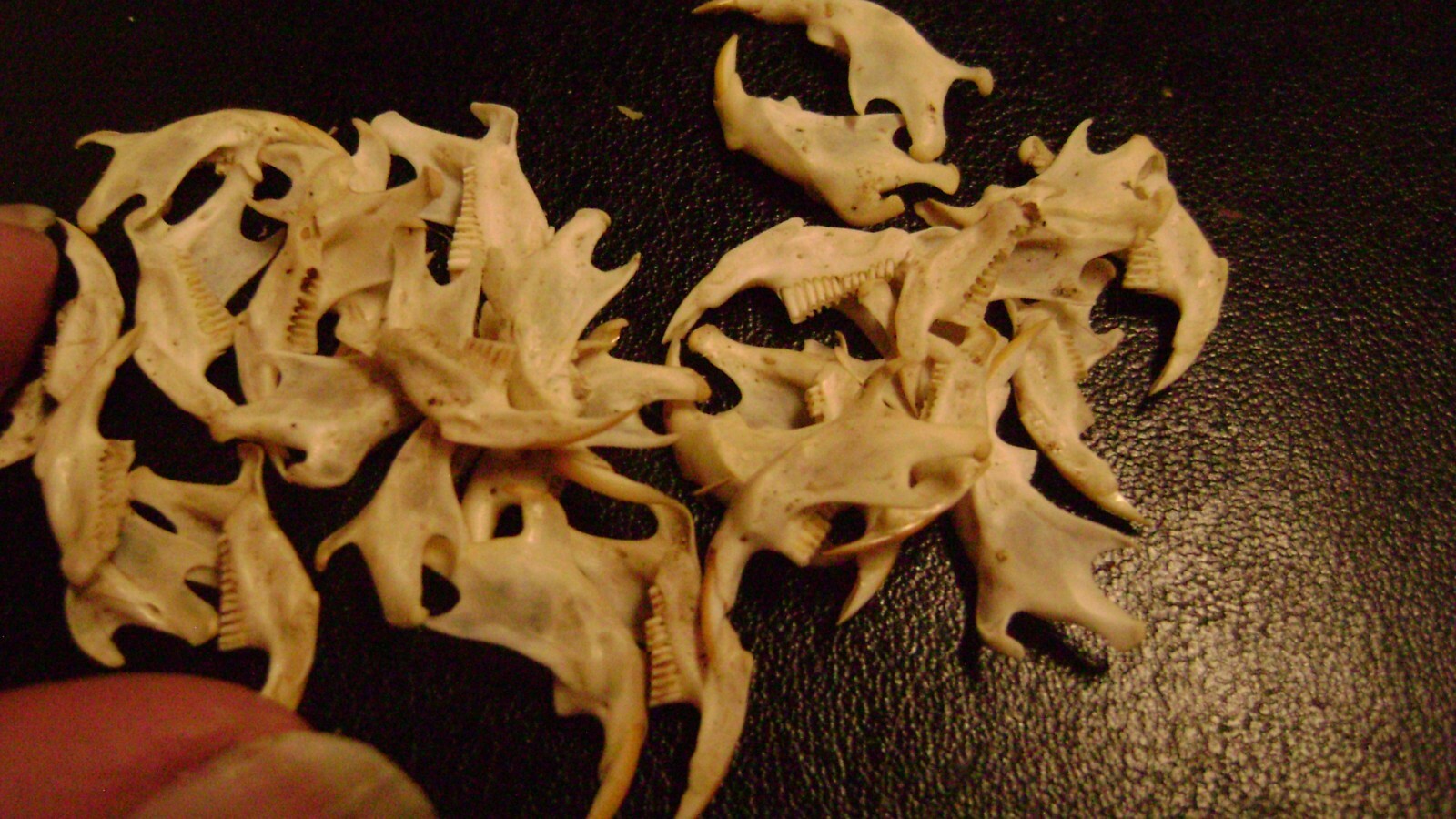 20 REAL MOUSE JAWS tiny animal bones & teeth for JEWELRY earrings TAXIDERMY LOT