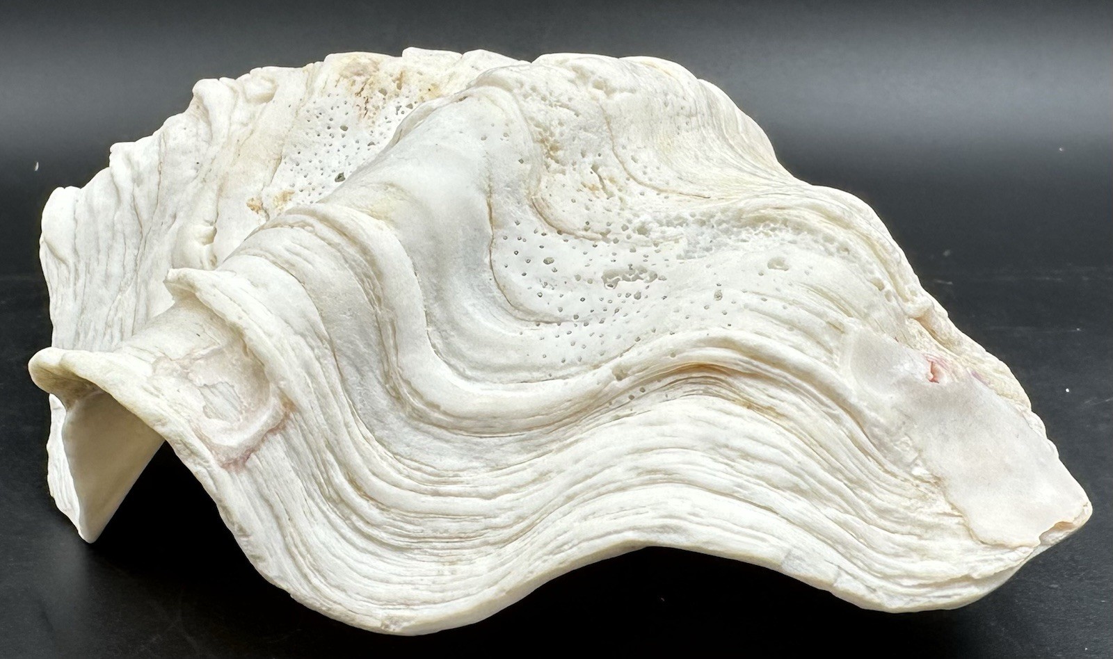 Giant Clam Sea Shell Tridacna Gigas 8 by 5 1/4 Inch Scalloped Natural 610 Grams