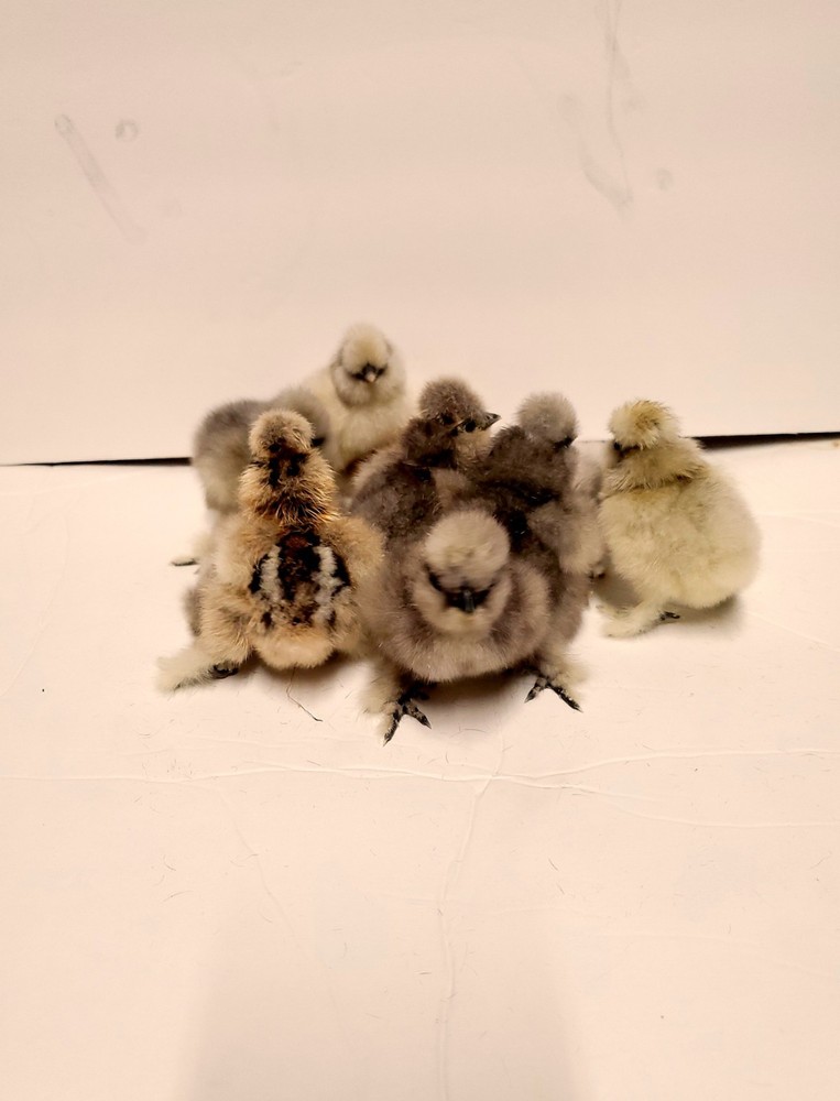 Silkie Hatching Eggs 8