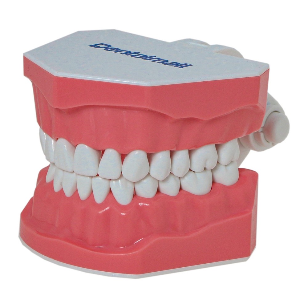 Dental Brushing Flossing Practice Teeth Typodont Model Teaching Studying M7010-1