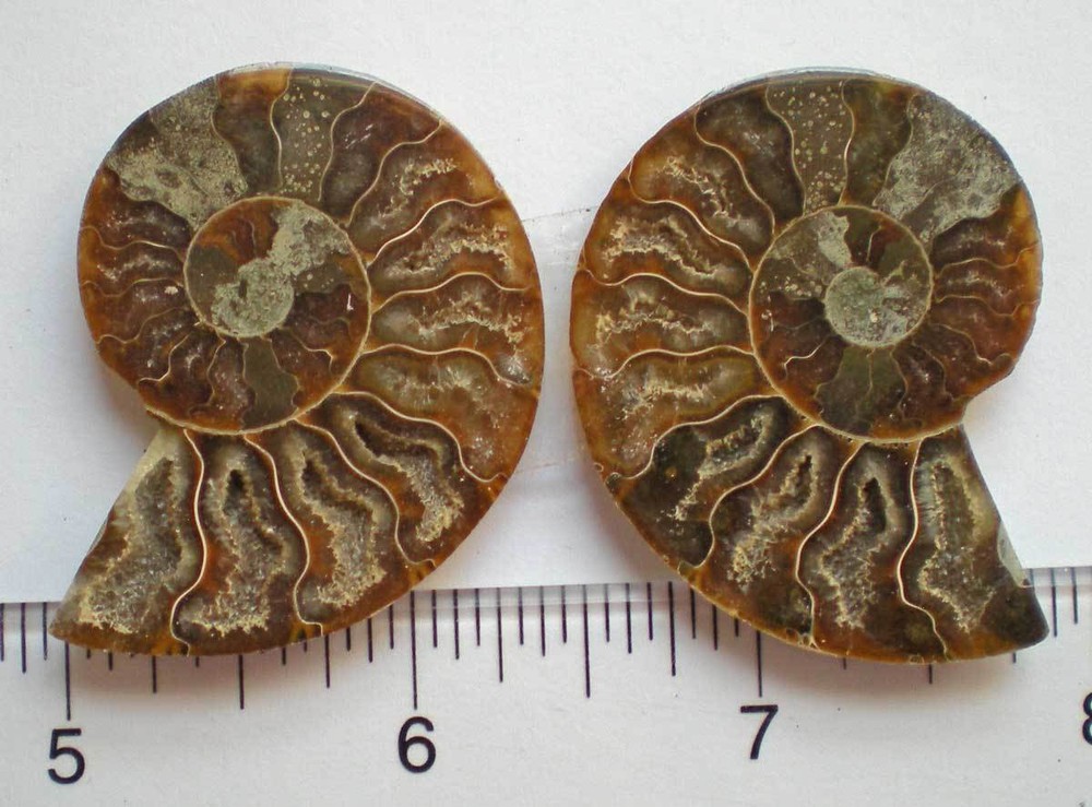 Opalized Ammonite Specimen from Madagascar r976f