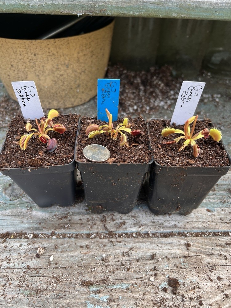 Dionaea Muscipula Venus Flytrap GJ Green Zebra