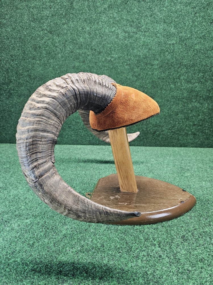 Rams Horn Taxidermy Mount