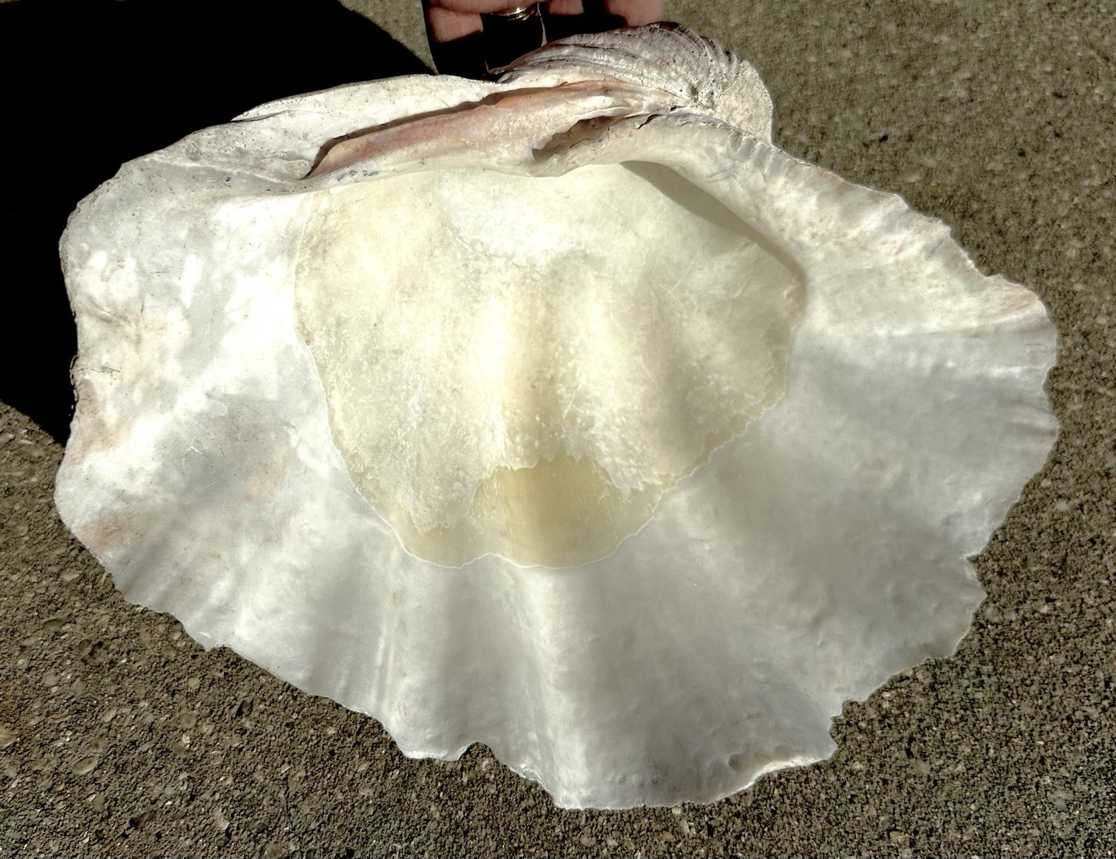 Giant Natural Clam Half Shell Tridacna Gigas 12” x 9” x 4.5”