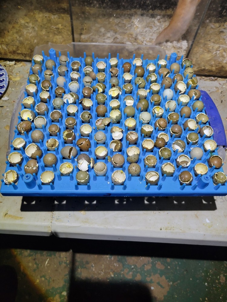 12 Button Quail Hatching Eggs