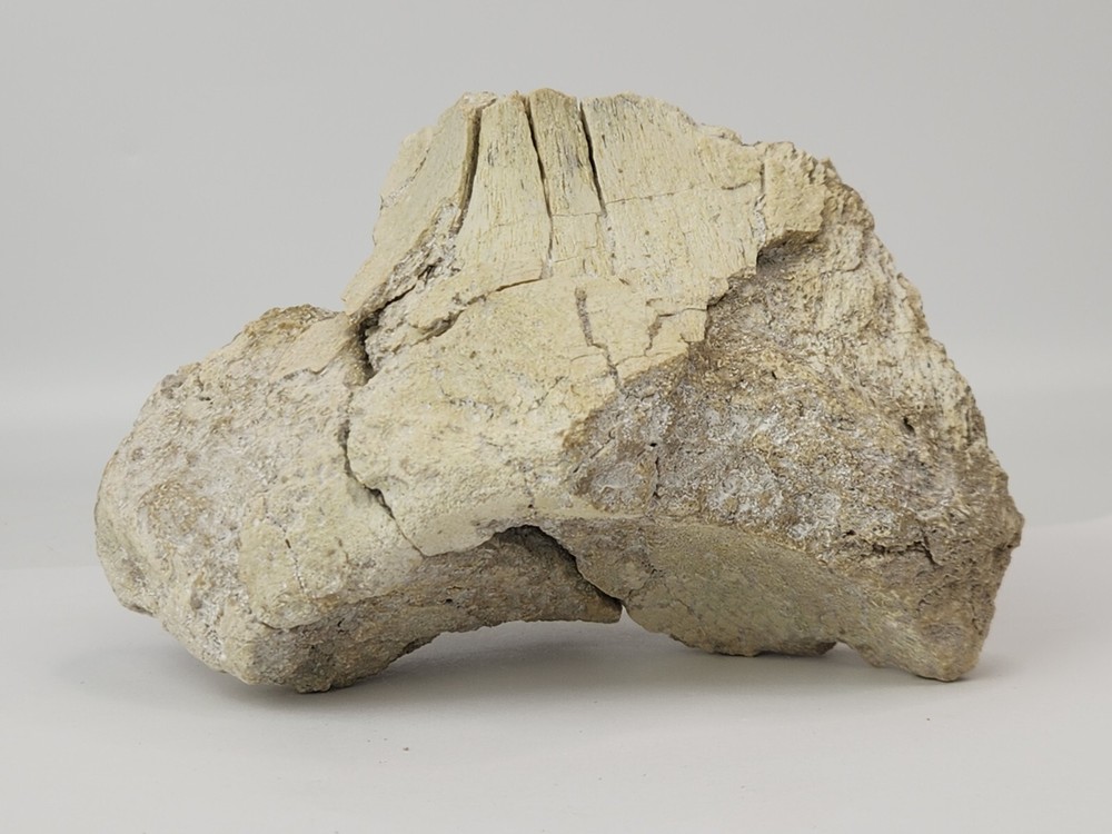 Titanothere Scapula Bone (Partial) - White River Group - Chadron Fm. - NE