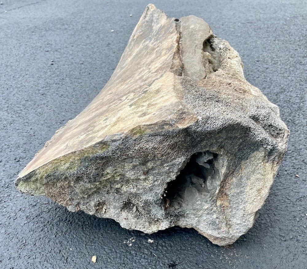80+ LBS Florida Fossil Whale Bone