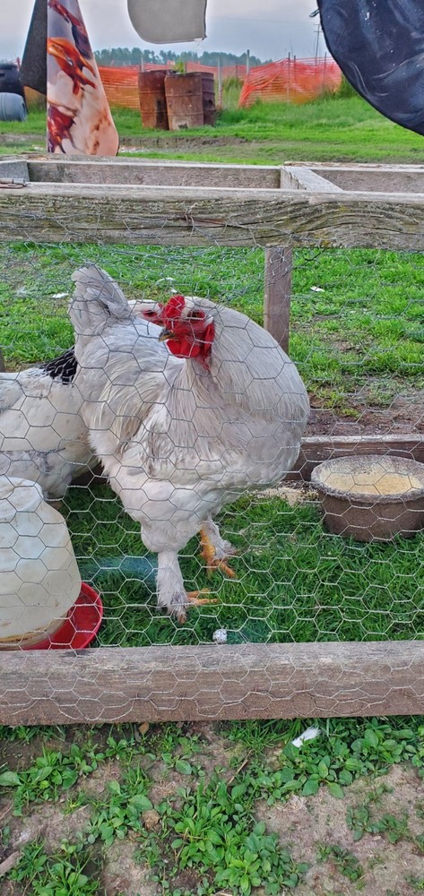 Self Blue Light Columbia Brahma Hatching Eggs 6+
