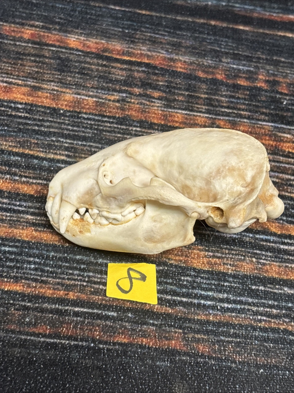 Real XL Badger Skull Unique Gift Halloween Craft Animal Mount Art Model Head Odd