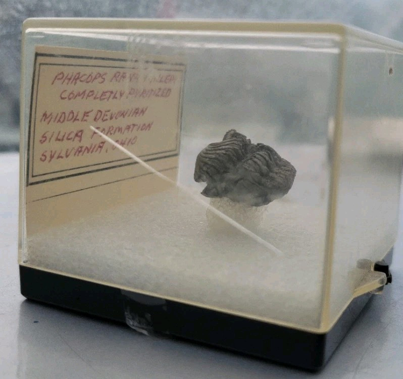 Professionally Uncovered Very Rare Trilobite