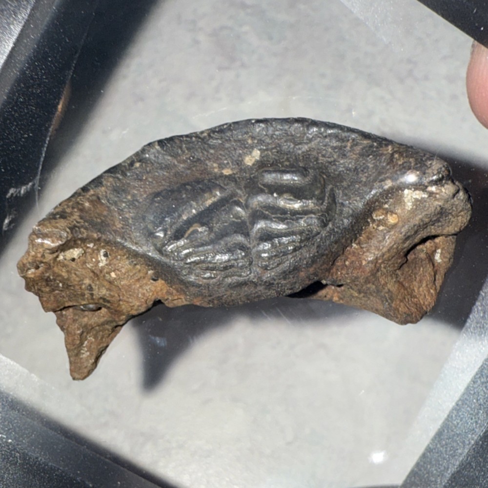Fossilized Pufferfish Jaw Fragment Specimen in Protective Display Case