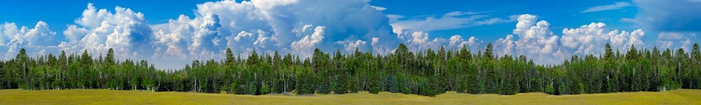 TrainJunkies Pine Forest II Model Railroad Backdrop