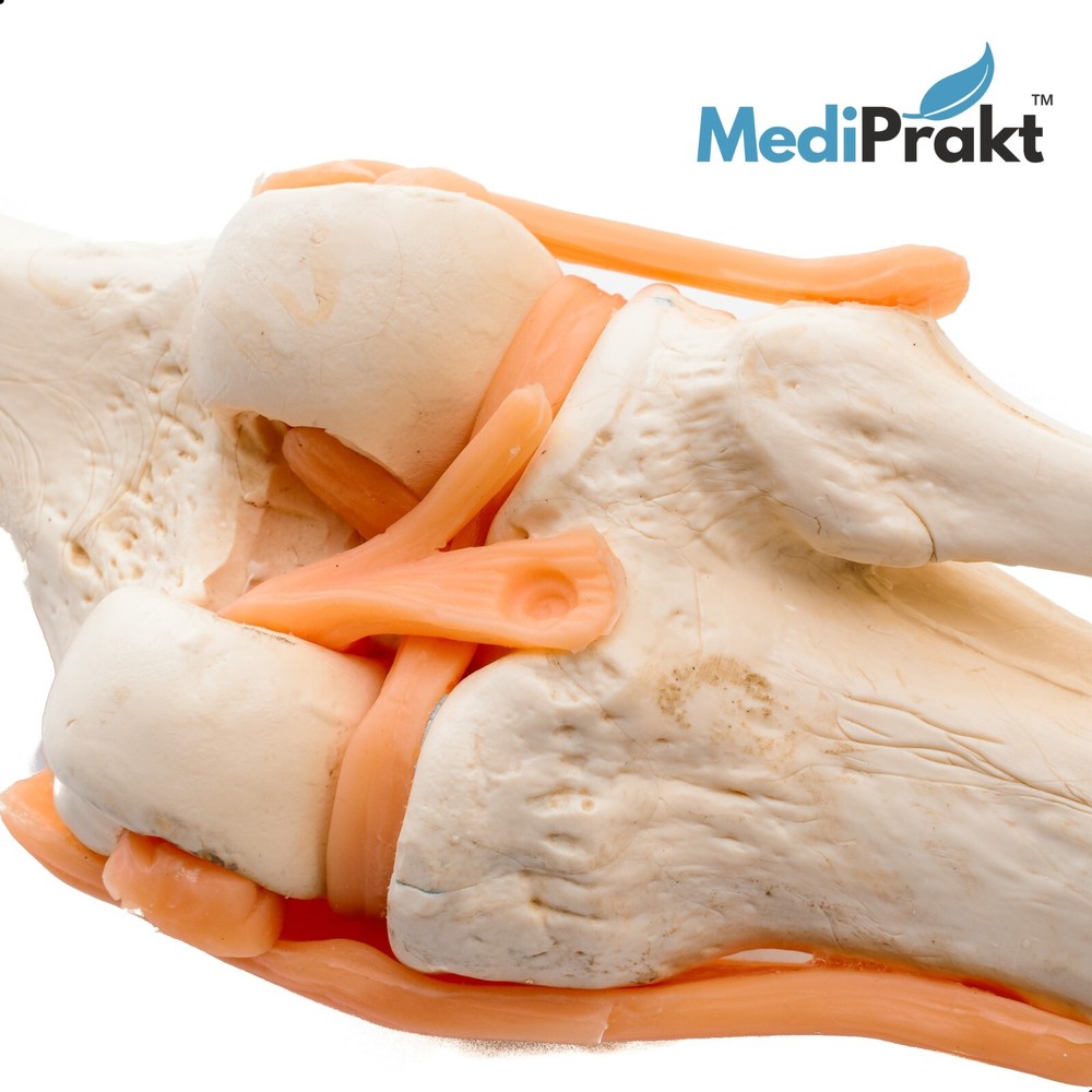 MediPrakt | JOINT MODEL COMBO - 3 | Shoulder Knee & Mini Spine