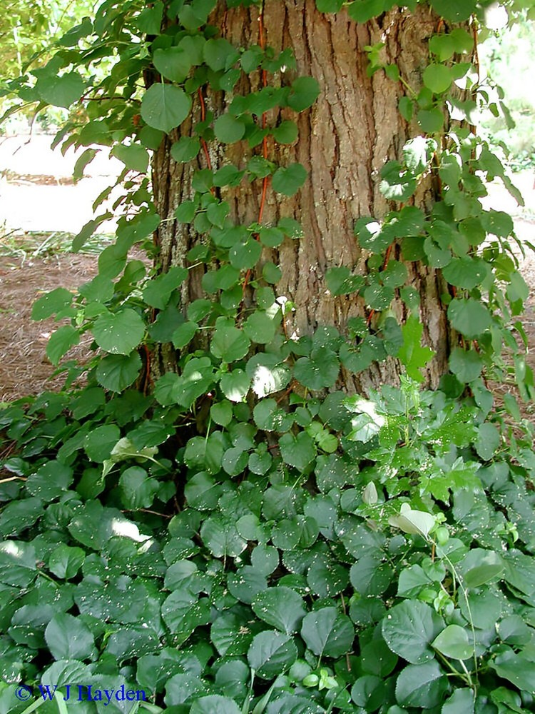 Climbing Hydrangea, Hydrangea anomala petiolaris, Vine Seeds