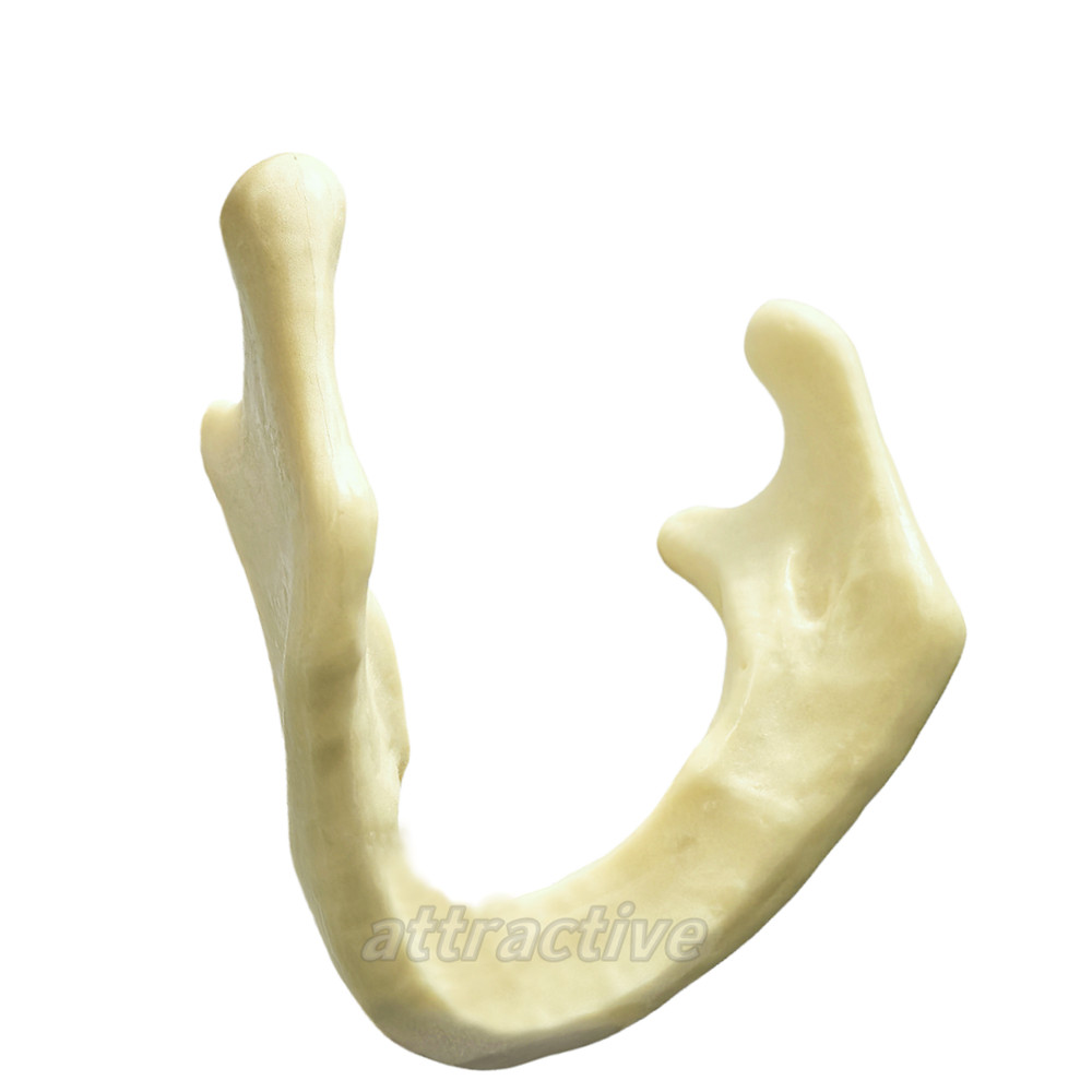 Dental Implant Mandible Jaw Model for Basic Drilling Insertion Practice M2022