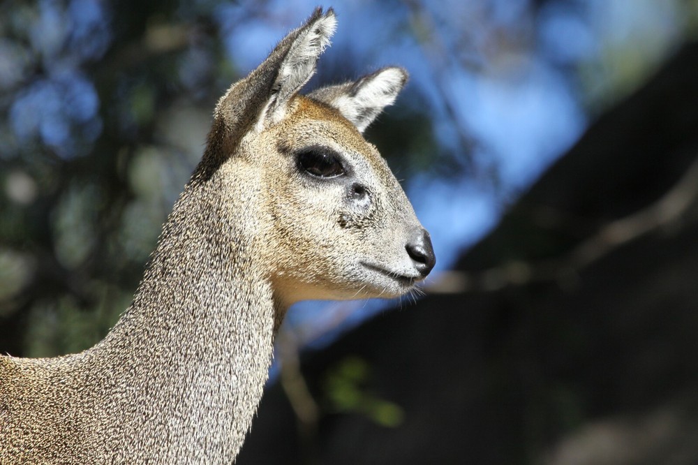 Klipspringer Taxidermy Reference Photo Cd