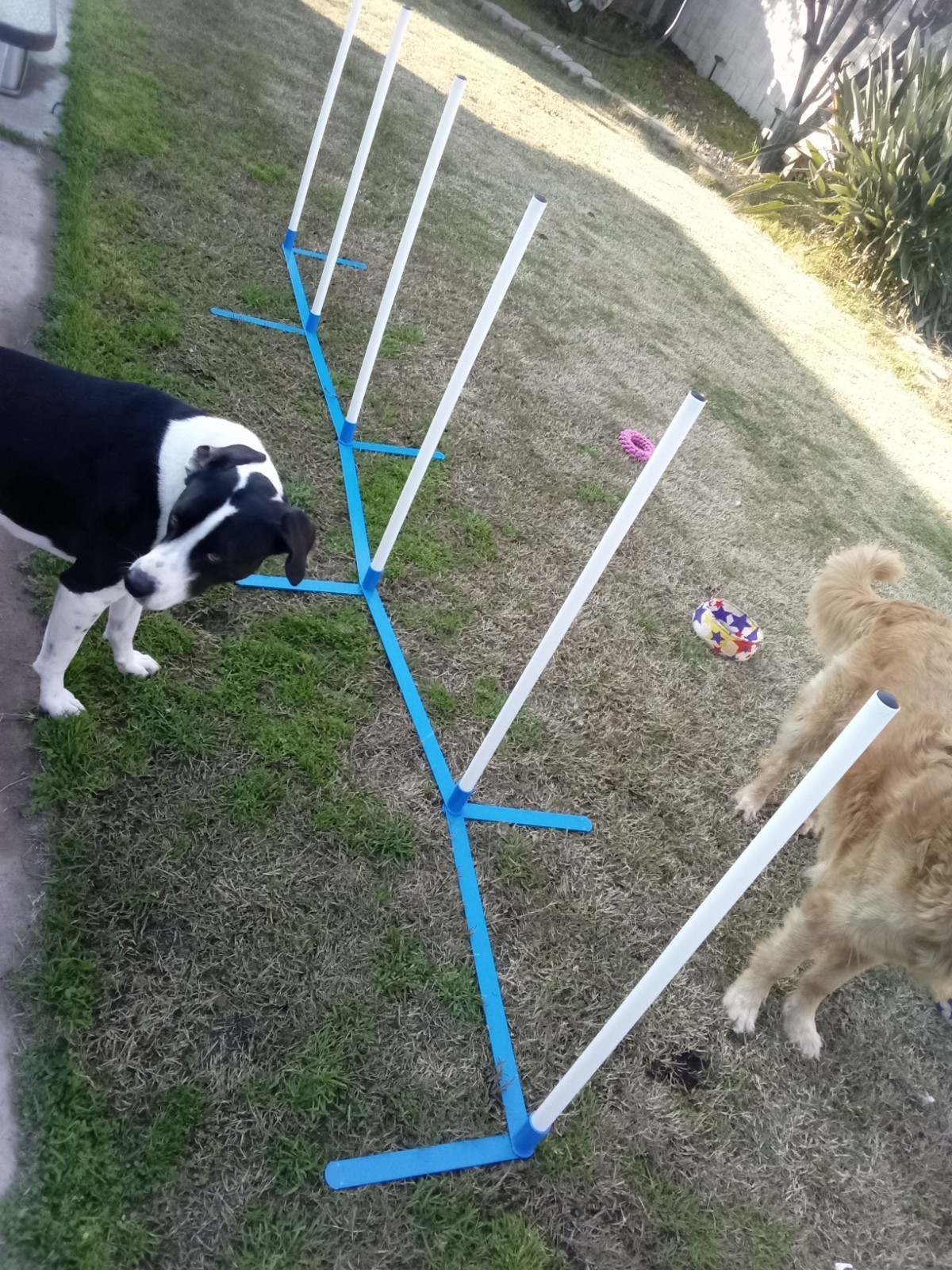 Dog Agility Weave Set 10ft Long 6 Poles 2 Ft Between Each Pole, 3 Ft Tall