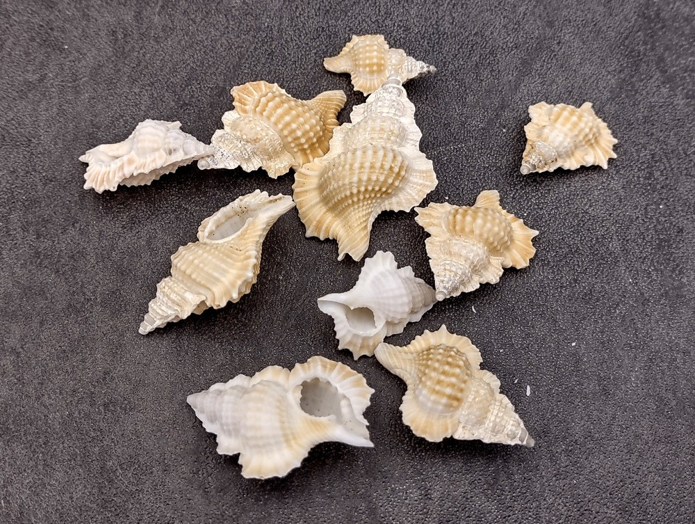 Small Frog Seashells Biplex Perca (10 shells approx. 1+ inches)