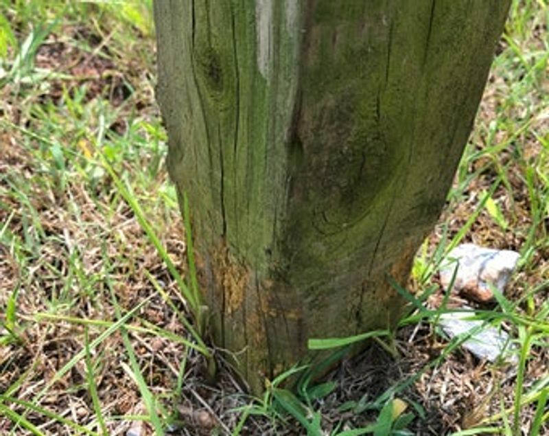 PostHugger™ Post Saver™Weedwacker Post Protectors™ - The Original Mailbox Saver™