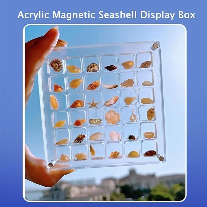 Acrylic Magnetic Seashell Display Box, 36/64/100 Grids Seashell Display Box