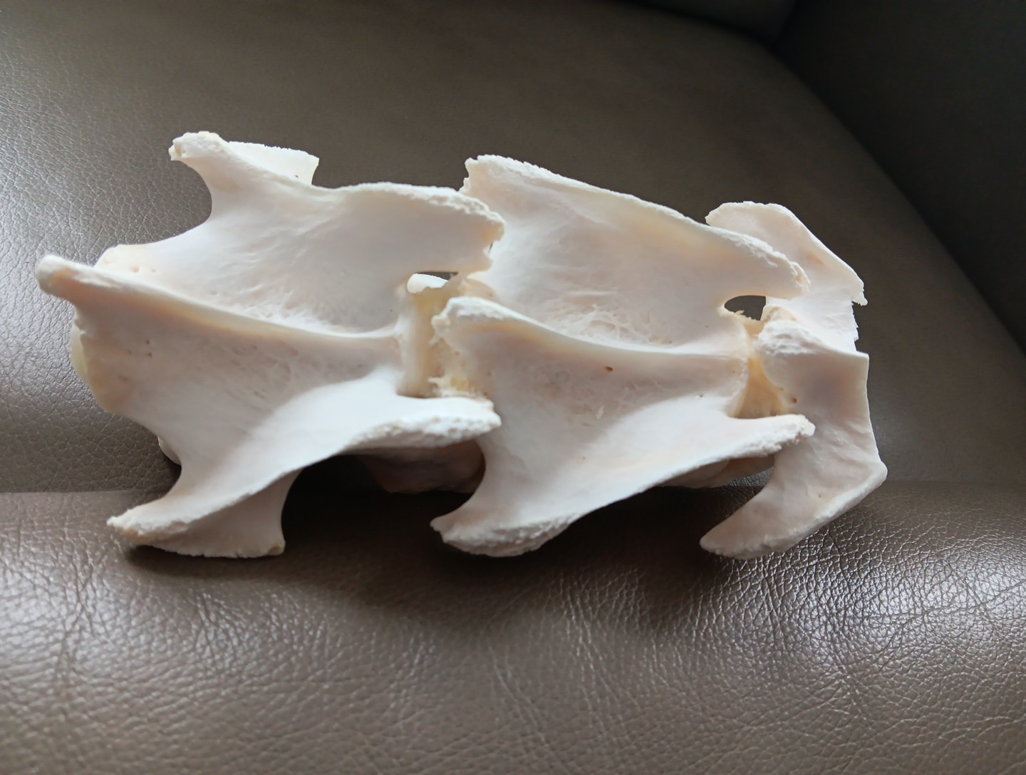 Deer Spine Connected 3 Vertebrae Professionally Cleaned Whitened Taxidermy Buck