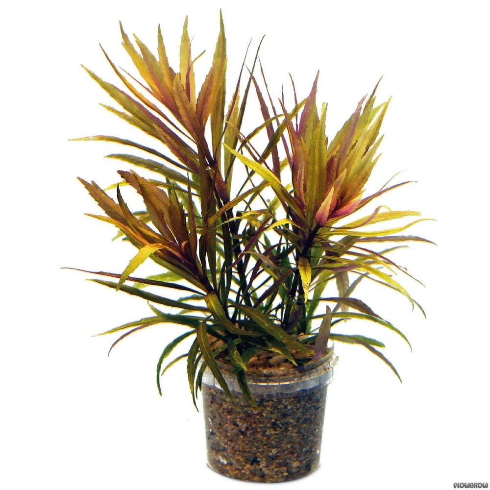 Stellatus Broadleaf (in 2" Pot)