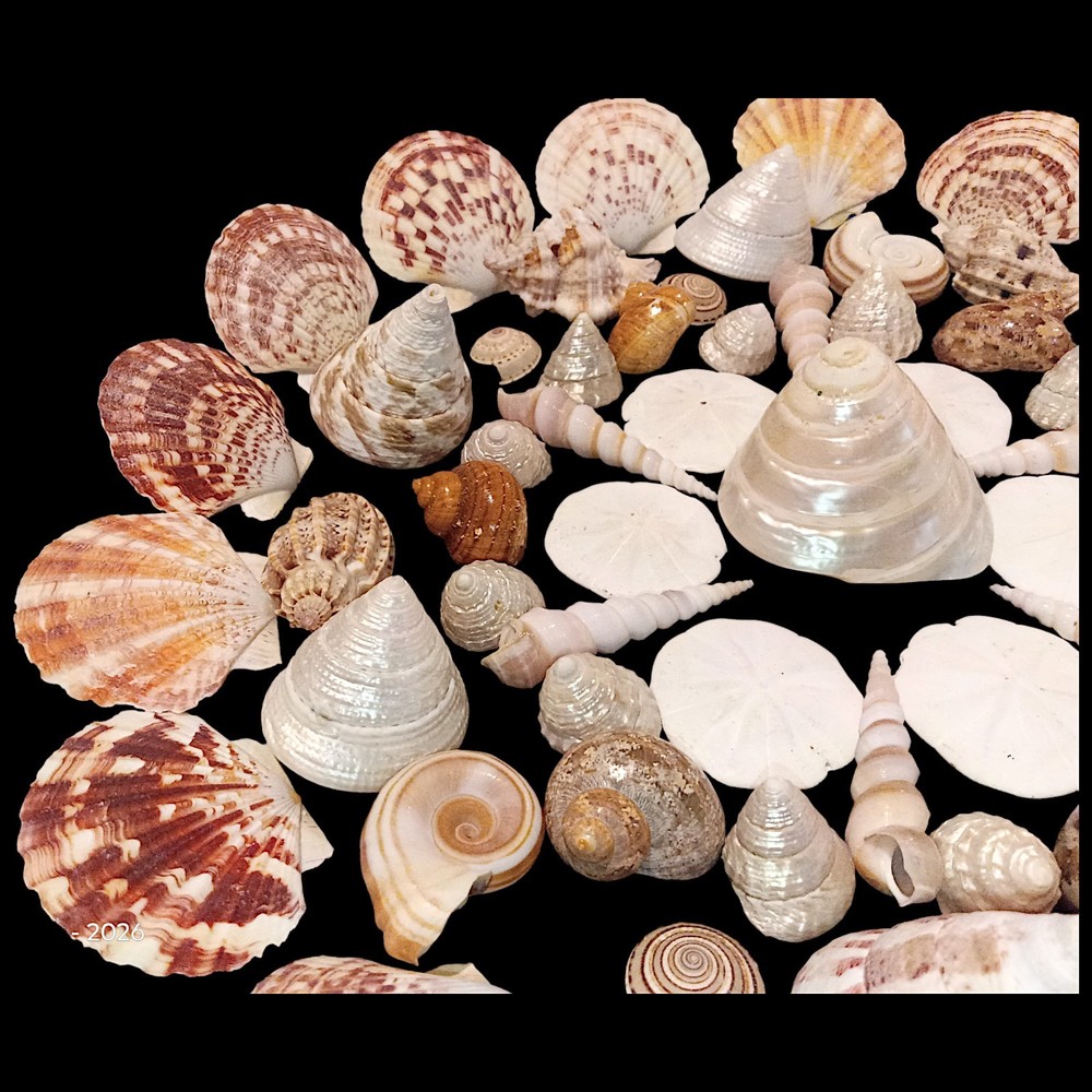 Vintage SeaShells Lot Various Sizes And Shells Beautiful Selection - 67 shells
