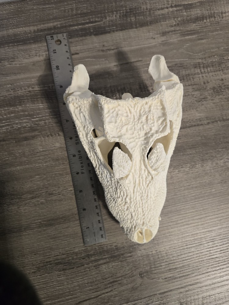 REPLICA Dwarf Crocodile Skull