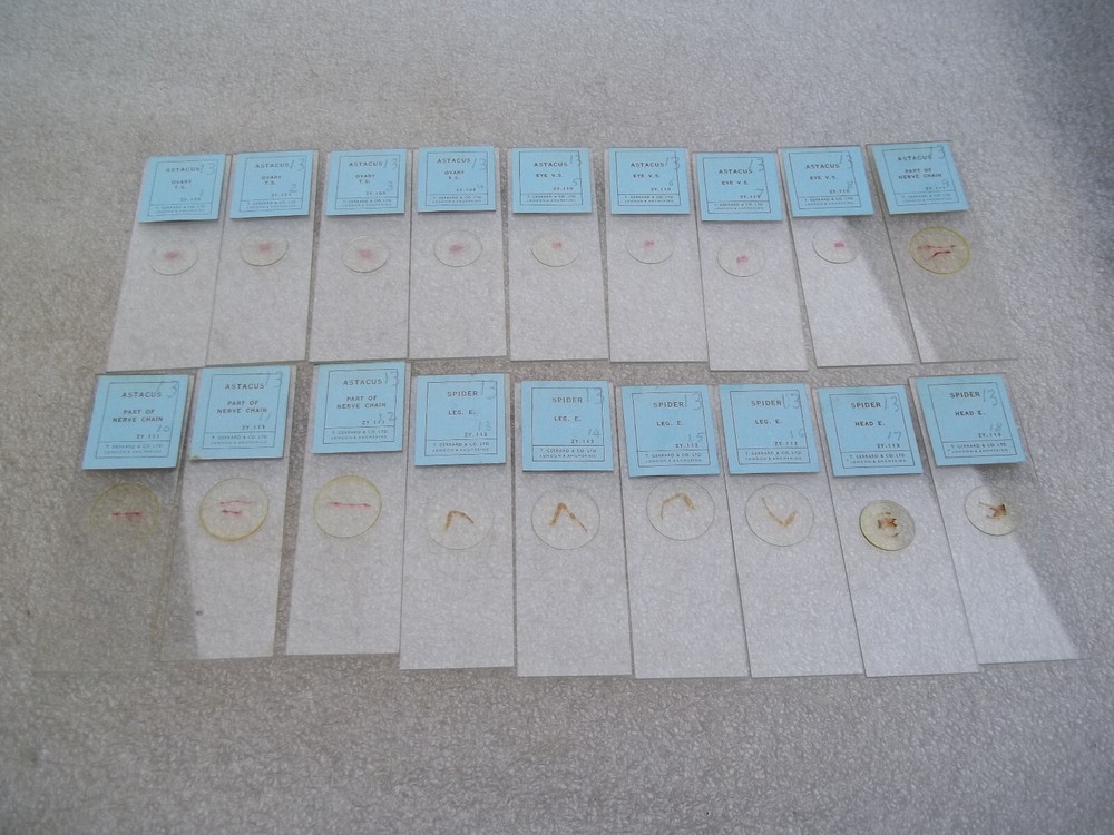 Vintage Glass Microscope Slides -