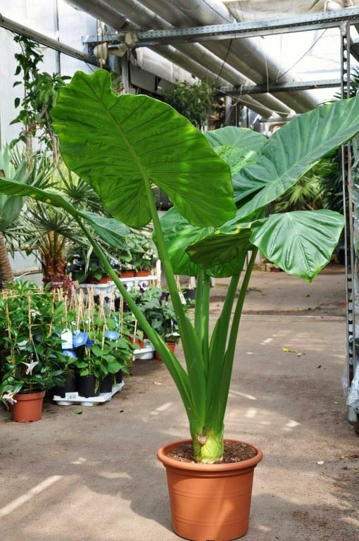 Alocasia - Calidora, 7-8 Inches Tall