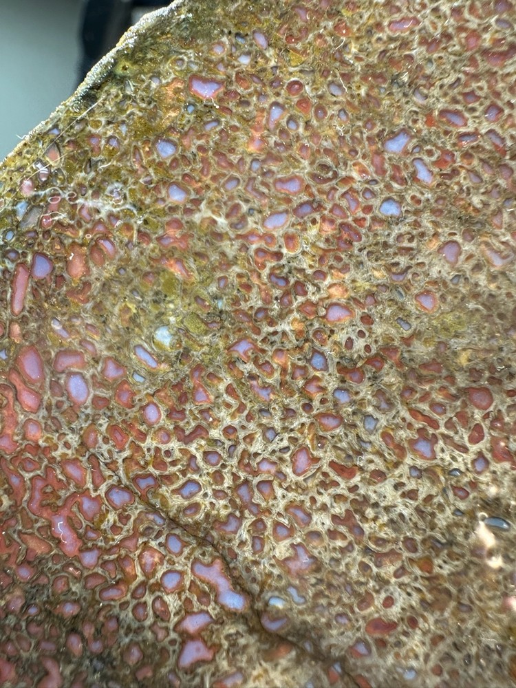 Dinosaur bone rough **hxtled end cut.